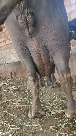 ભેંસ વેચવાની છે 10દિવસ કાસી