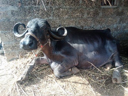 2 ભેંસ વેચવાની છે