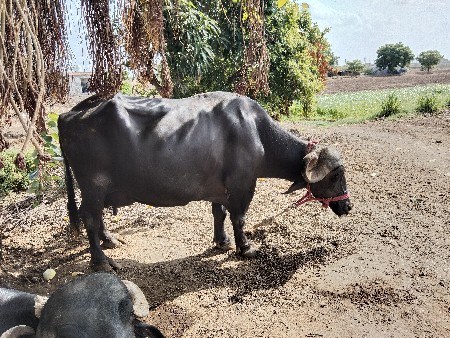 bhesh vechvani se