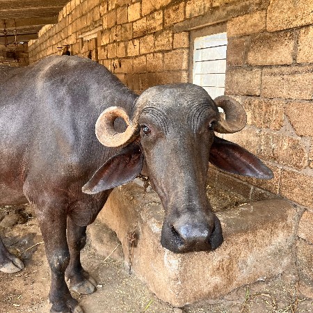 પેલું વેતર સે 
૧૦ મહીના