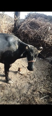 ભેંસ વેચવાની છે