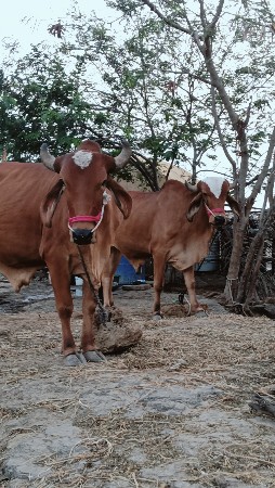 ગોધલા વેચવા ના છે