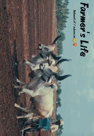 બળદ ની જોડી