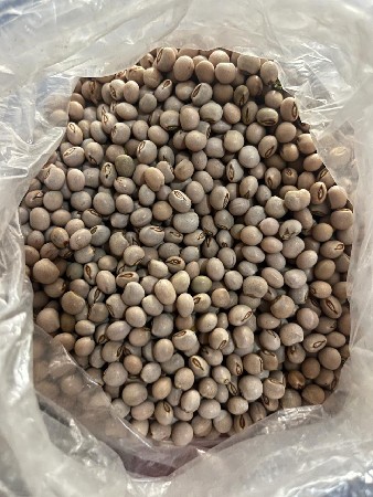 ગિરનાર ચાર