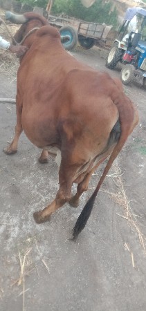 વેસવા ની છે
