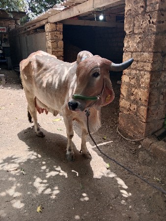 ગાયવેચવાનીછેઆચરતણછેચારલીટરદુધછે