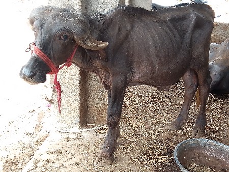 પાડા વેચવાના છે