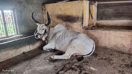 બળદ