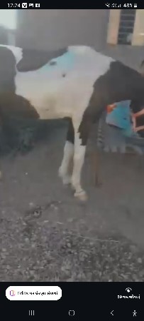 ઘોડી લેવાની છે
