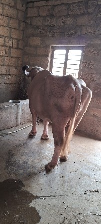 ભેશ વેચવાની છે