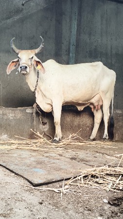 કાંકરેજ ગાય વેચવાની છે
