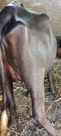 આ ખડેલી વેશવાની છે