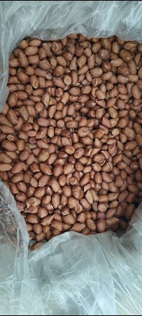 જી 45 નુ બીયારણ‌ વેશવાનુ છે.