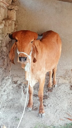 હોડકી સાટૂ કરવુ છે