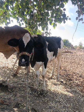 એચ એફ ફોર કે વેચવાની છે