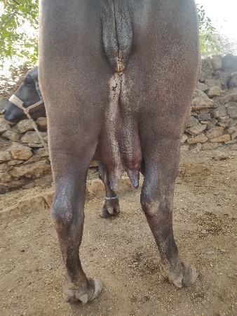 ખડેલી ભેંશ વેચવા ની છે