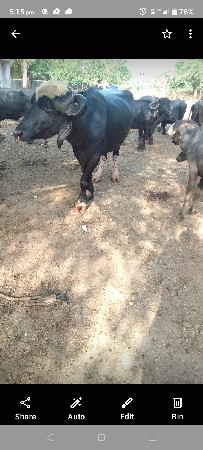 પાડો વેસવા ના છે