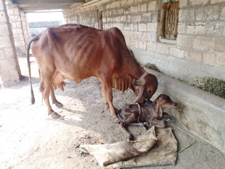 ગાય વેસવાની છે