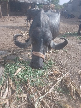 રાજુ