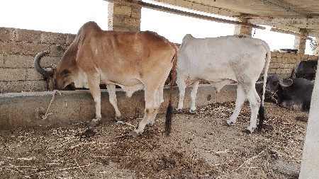 બળદ  વેચવાના છે