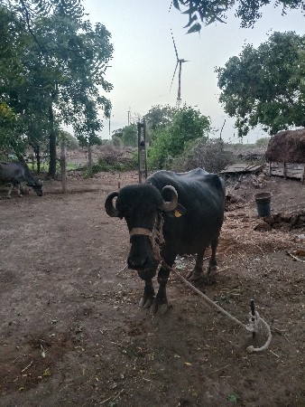 ભેંશ વેચવાની છે