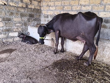 ભેંસ વેચવાની છે