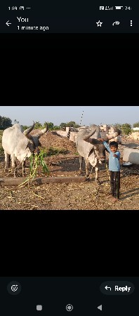 વેચવા ના છે