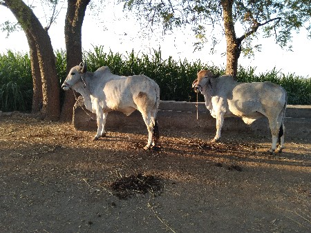 બળદ વેચવાના છે
