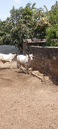 ચાર  ચાર  દાતે હાલતા કપલેટ