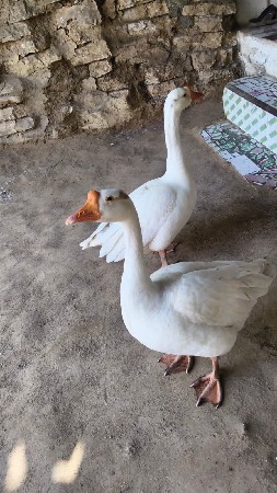 હર્ષની મોટી જોડી વેચવાની છે
