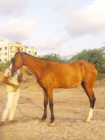 ઘોડી વેચવાની છે
