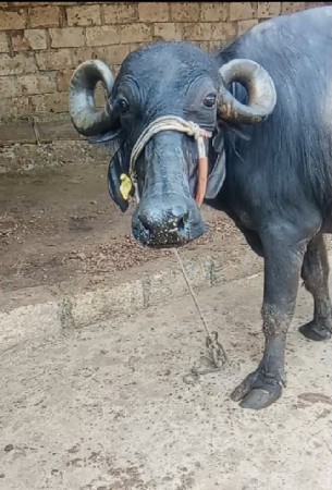 આ ભેંસ વેચવાની છે