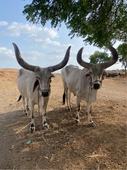 બળદ 4