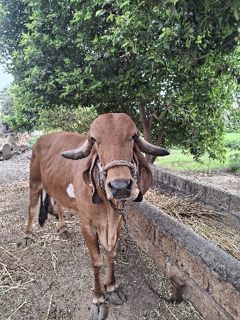 ઑરિજનલ ગીર ગાય