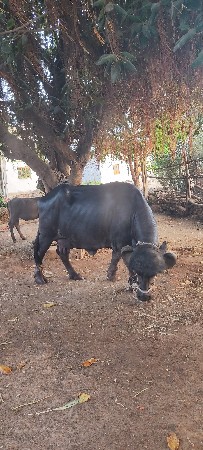 ભેંસ વેચવાની છે