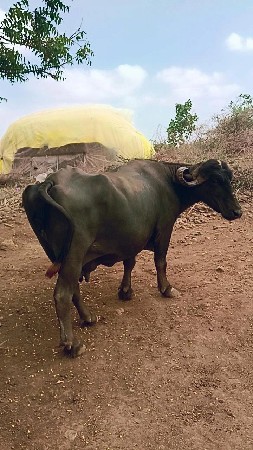 ભેંસ વેચવાની છે