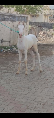 વછેરી છે