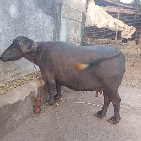 ભેસ