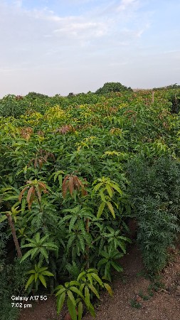 કેશર કલમ વેશવાનીછે