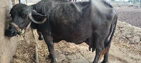 ભેંસ વેચવાની છે ત્રીજું વેતર