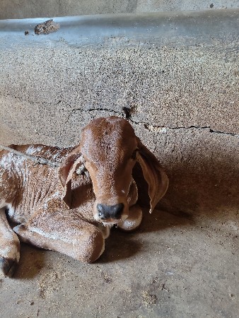 ગાય વેચવા ની છે
