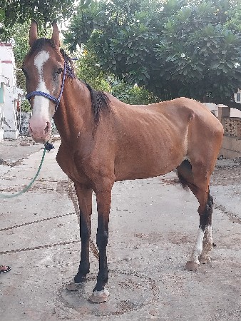 ઘોડી વેચવાની છે