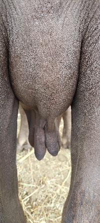 ભેસ