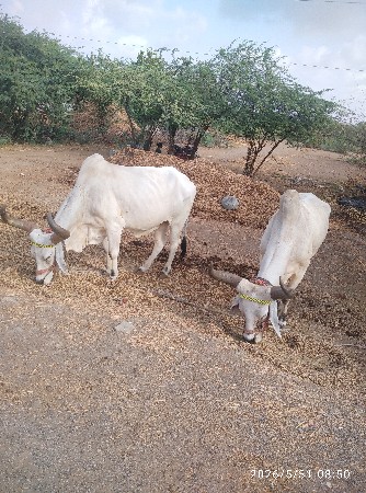 વિક્રમ વાઘેલા