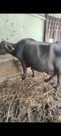 આજેવિહાણી. દુધ. 7થિ8.