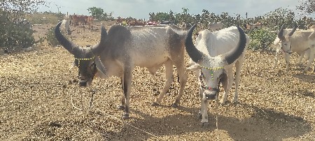 આવા ચડા વેચવાનો છે