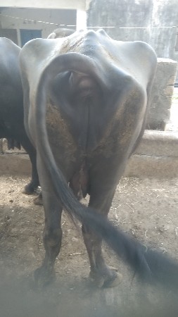 vechvani se