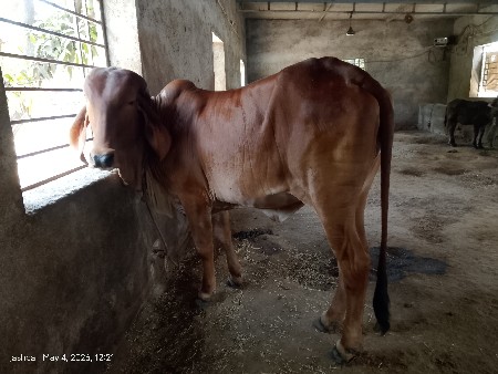 વાડકી વેચવાની છે