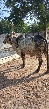 દેશી કાબરી ગાય વેચવાની છે