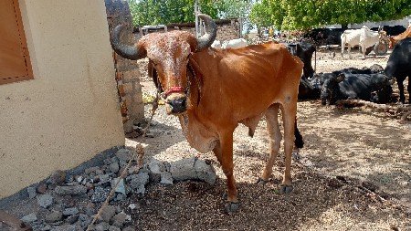 બરધ વેસવાના છે